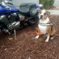 2006 Honda Shadow 750  $2,500.