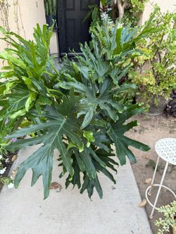 XLG Philodendron LICKITY SPLIT Plant $55