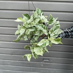 6” Snow Queen Pothos Full And Trailing 