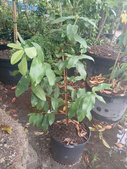 Fruit trees on Sale!🌳7gl $50🥑🍊🥭