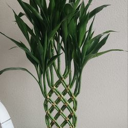 Beautiful Real BAMBOO Plant 🪴 