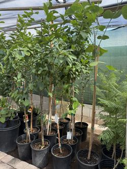 Lisbon Lemon 🍋 Trees 5F $60 Each Price Firm 