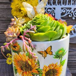 Succulents Arrangement In Spring Ceramic Pot