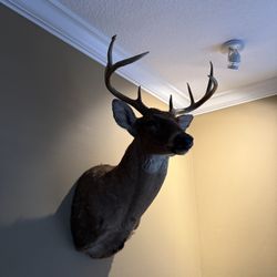 Taxidermy 