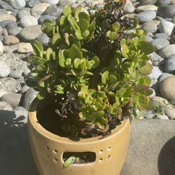 Ceramic potted plant