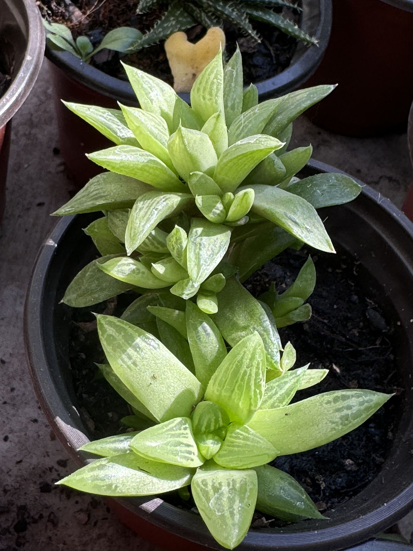 Cactus & Succulents 4”pot