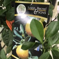 Calamansi Phillipines Lemon Starter Plant 3 Gallon