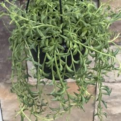 String Of Dolphins Indoor Plant