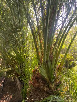 Date palm tree