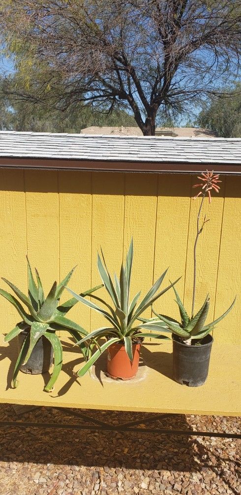 Aloe Vera Plant ,Agave angustifolia