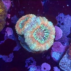 Asian Acan Reef Decor Display