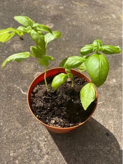 basil planta albahaca