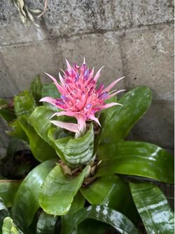 Bromeliad Aechmea Fasciata blooming