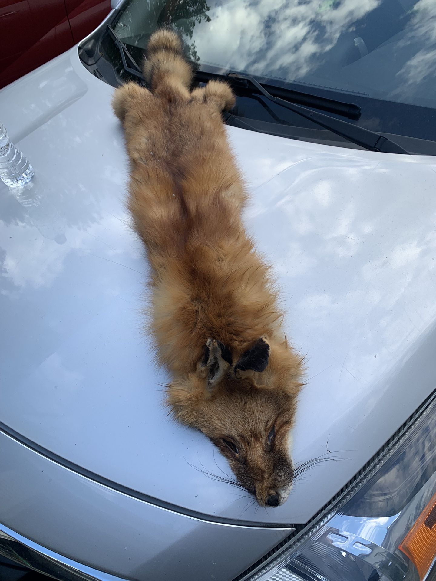 Taxidermy Red Fox Pelt!! $75!!