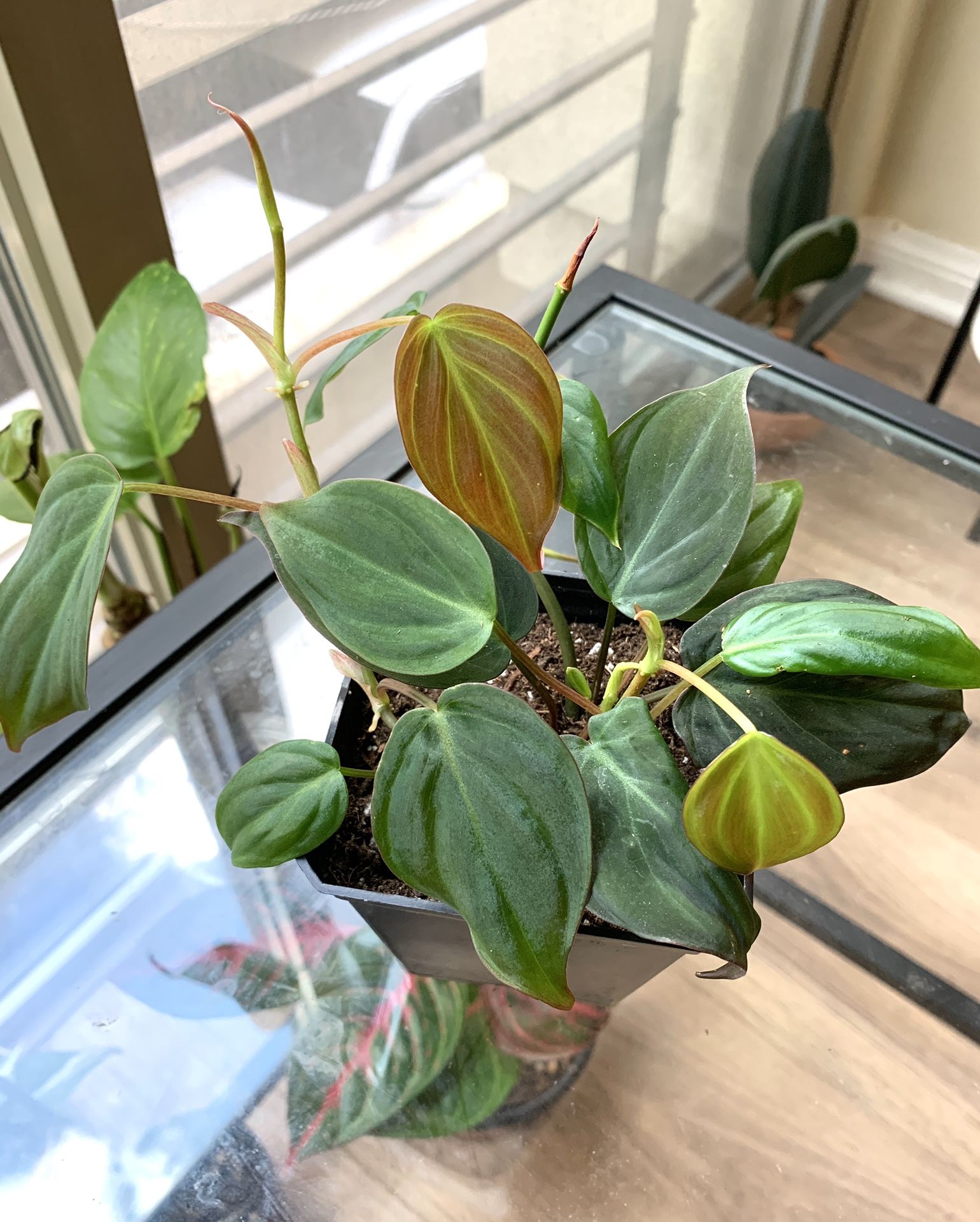PLANT SALE! Philodendron Micans $10