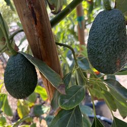 Hass Avocado Tree