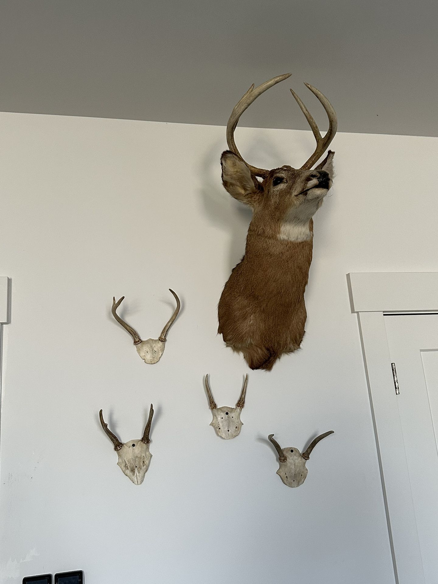 Whitetail deer mount