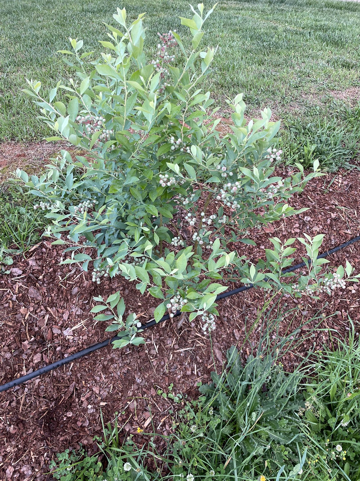 Blueberry Bushes That Grow Well In South Carolina