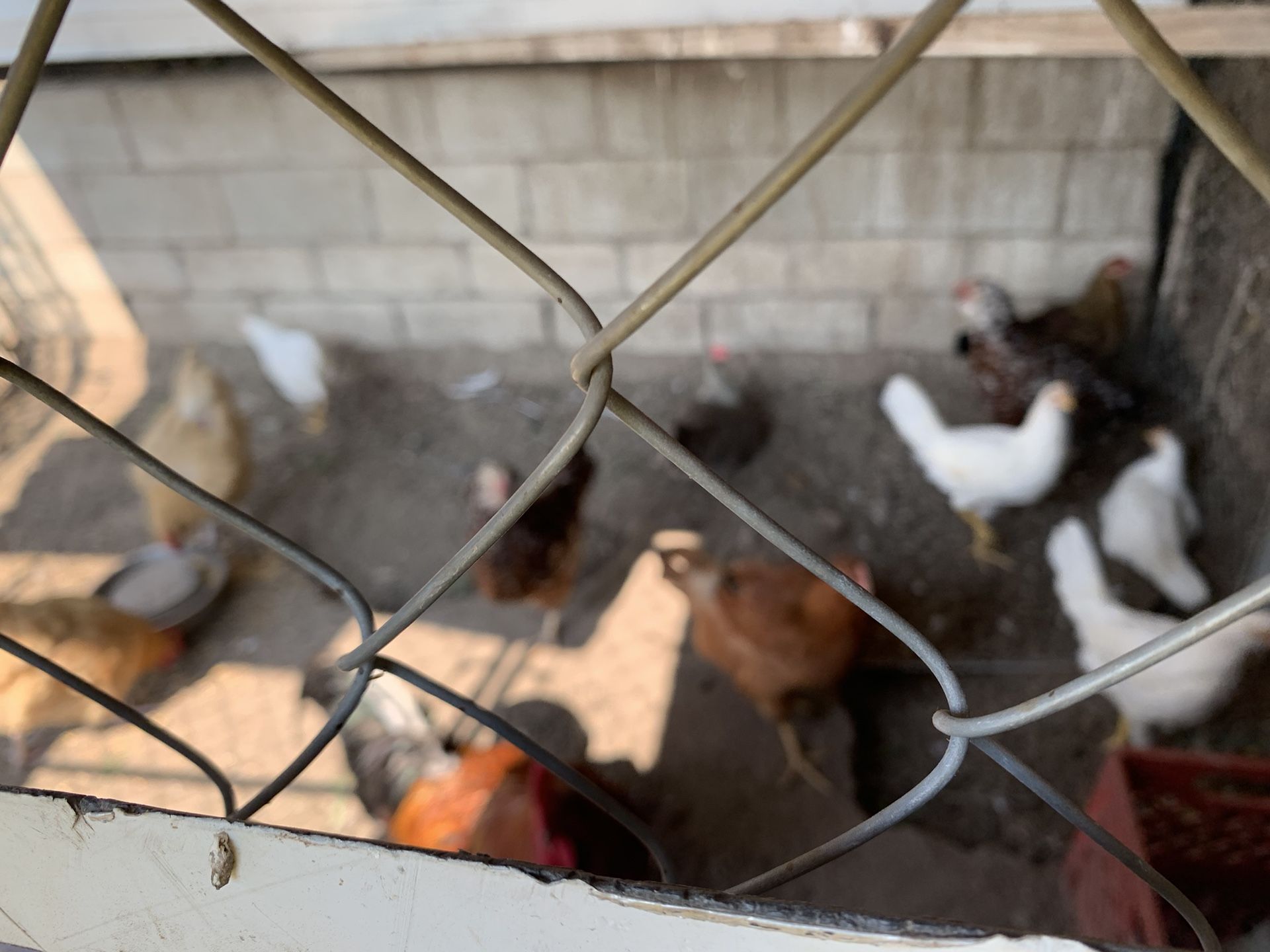 se vende el corral con los comedores
