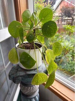 Chinese Money Tree