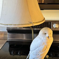 Vintage Fine Porcelain Franklin Mint Table Lamp - The Snowy Owl by Raymond Watson.