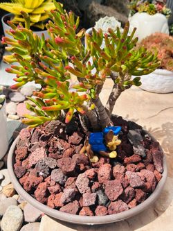 Gollum succulents