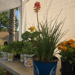 Torch lily plants