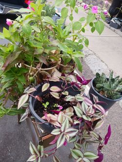 Diferents Plants $5 Each 0ne Galón 