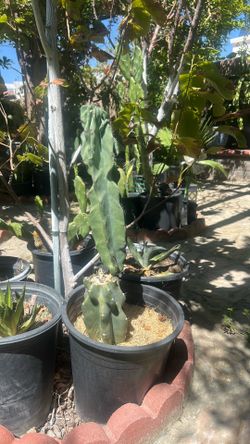Monstrous cactus