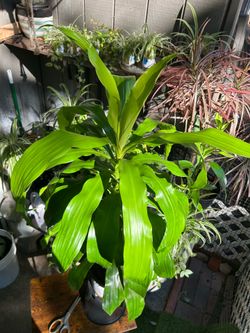 Corn stock plant 🌱