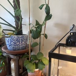 Plant- Hoya kerrii With Slight Variation