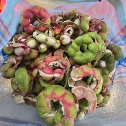Guamuchiles
