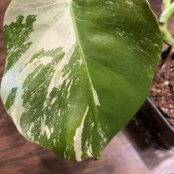 Variegated Monstera Albo Plant (pls Read Description Below)