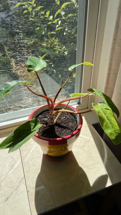 Live Philodendron Plant in Decorative Pot