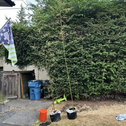 Black Bamboo (clumping)