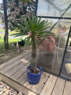 Madagascar palm Plant