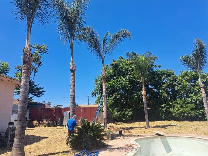 Palm tree Trimming