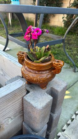 Succulent