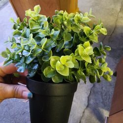 Ikea artificial plant
9"h x 7"w