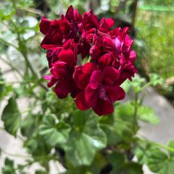 Geranium Plant Malba Planta 
