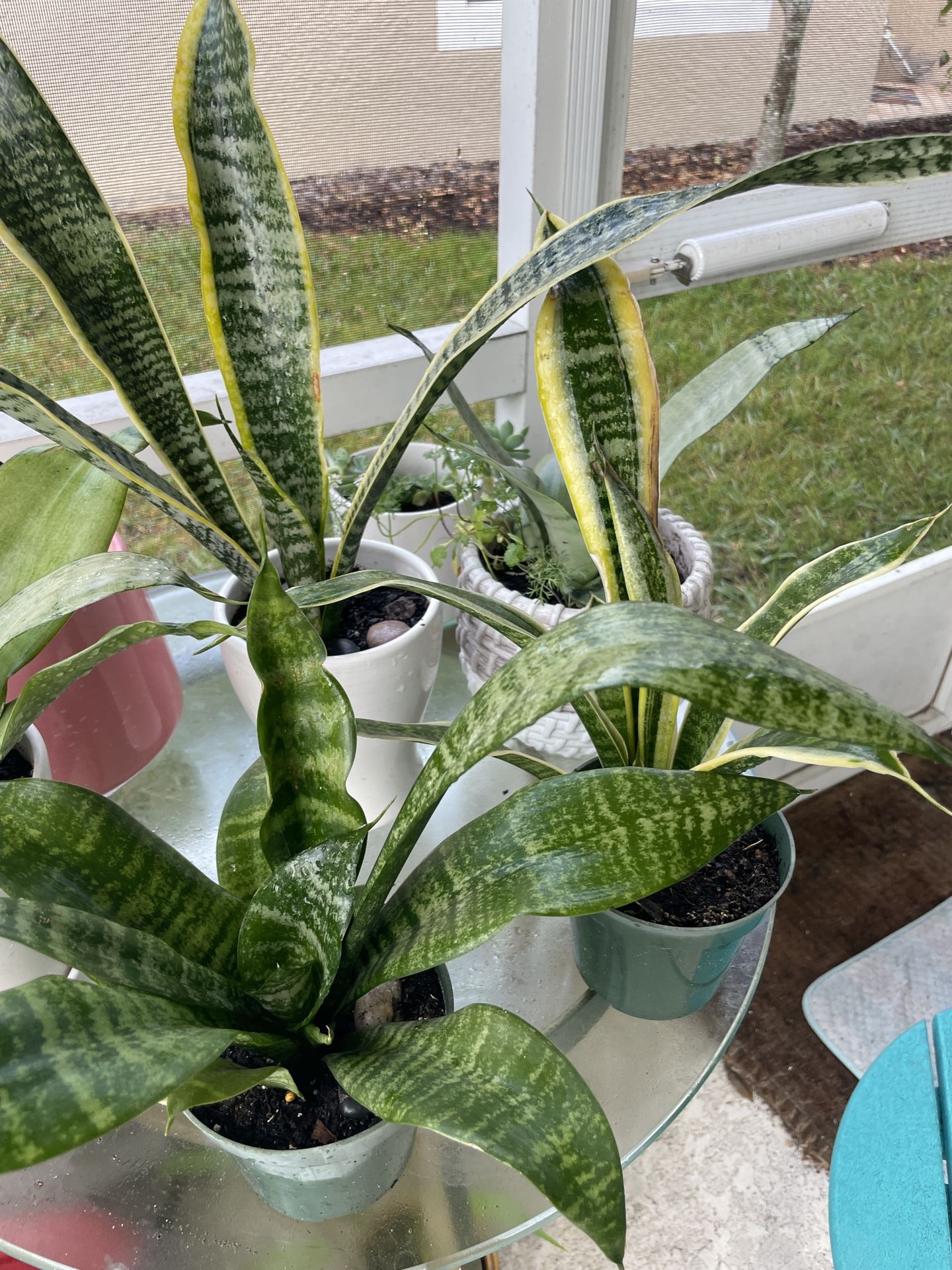 5$ Each Different Variety Of Snake Plant