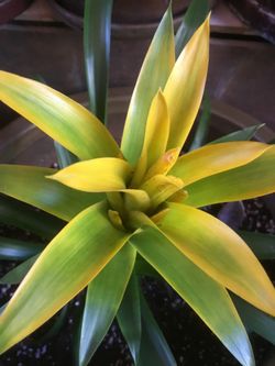 Plantas bromeliads en maceta mediana