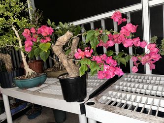 Bonsai Bougainvillea 