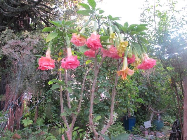 Angel Trumpet Brugmansia