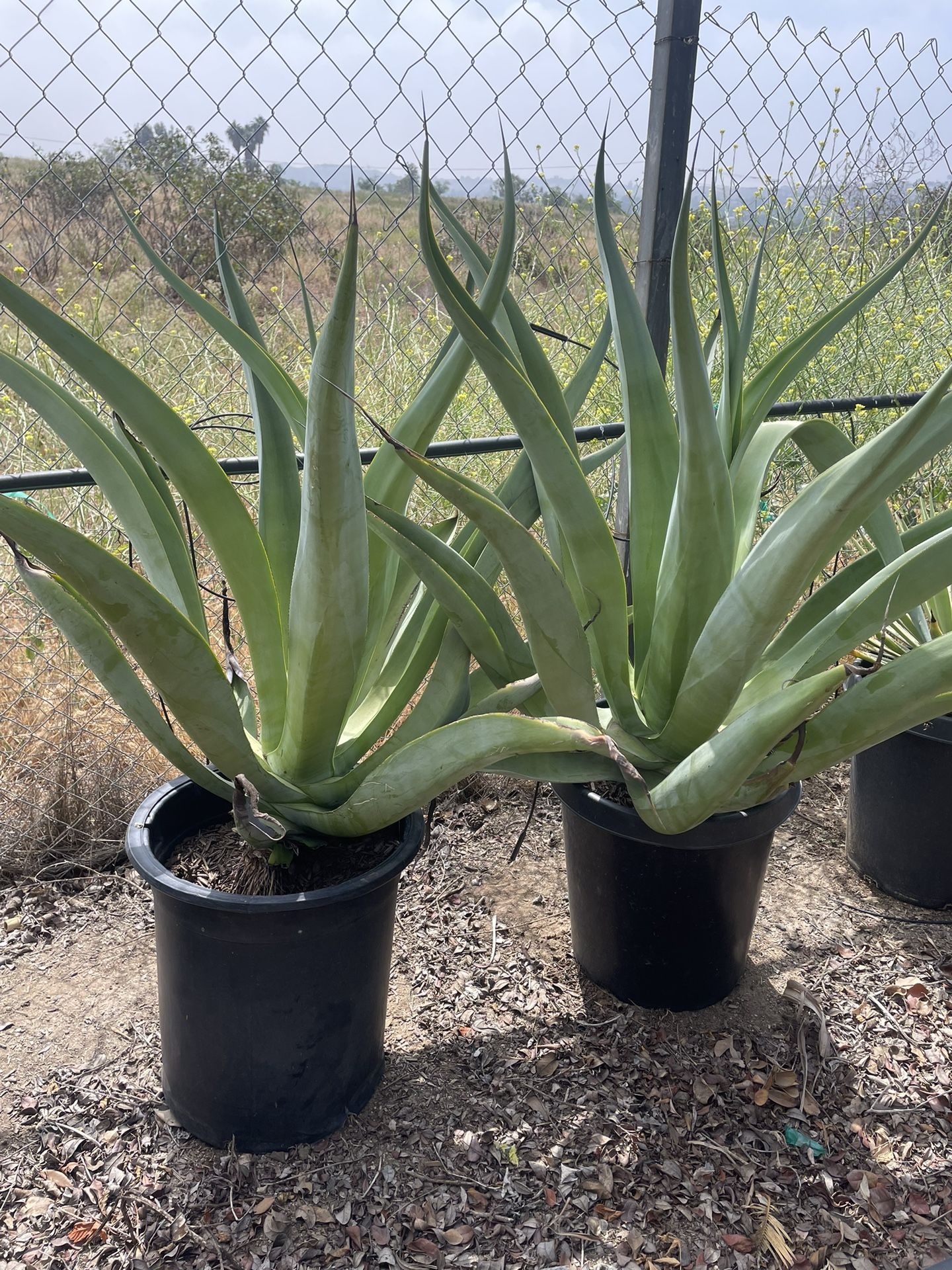 15 Gallon Octopus Agave