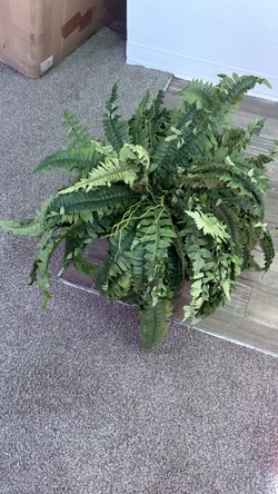 Artificial Large Boston Fern Plant