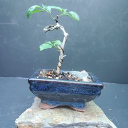 Bonsai 