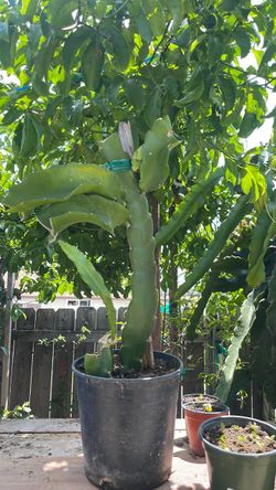 Dragon fruit
