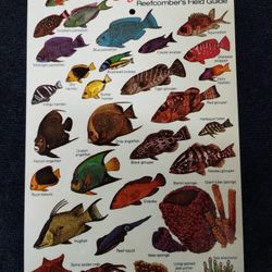 Cayman Islands Reefcomber"s Field Guide, scuba diving, fish and coral, 6x9.5"