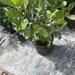 Clusia Plants – 7 Gallon Size (Ready for Instant Privacy)